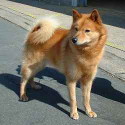 SPITZ FINLANDEZ 