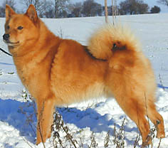SPITZ FINLANDEZ 
