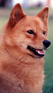 SPITZ FINLANDEZ 