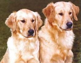 RETRIEVER AURIU