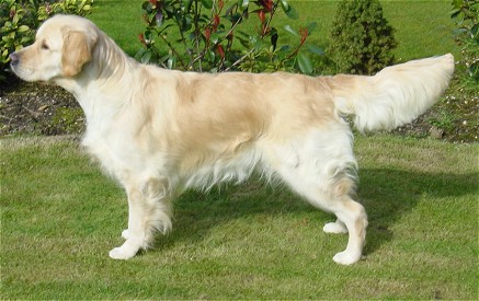 RETRIEVER AURIU