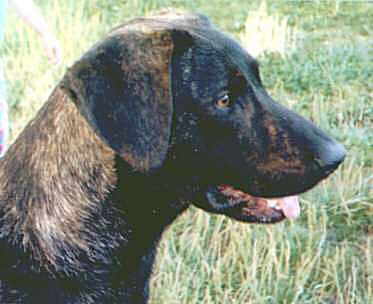 CAINE DE CASTRO LABOREIRO