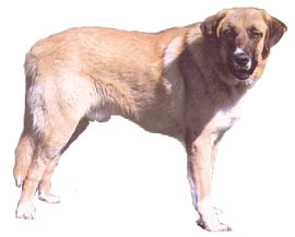CAINE RAFEIRO DO ALENTEJO