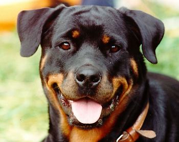 ROTTWEILLER