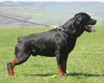 ROTTWEILLER
