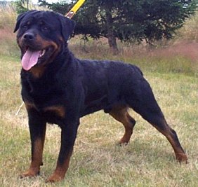 ROTTWEILLER