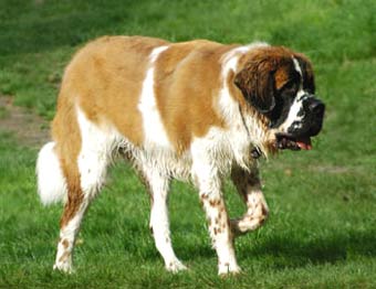 CAINE DE SAINT BERNARD