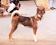 SANSHU 