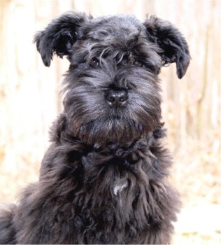 SCHNAUZER URIAS