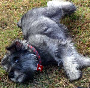 SCHNAUZER URIAS