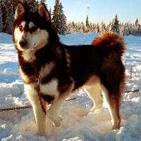 HUSKY SIBERIAN 