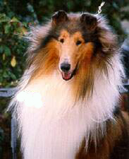 CIOBANESC SCOTIAN - COLLIE CU PAR LUNG SI ASPRU