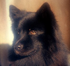 SPITZ LAPON 