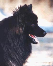 SPITZ LAPON 