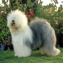 CIOBANESC ENGLEZ BOBTAIL 