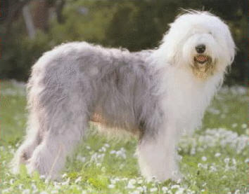 CIOBANESC ENGLEZ BOBTAIL 