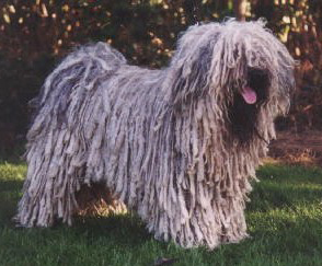 PULI 