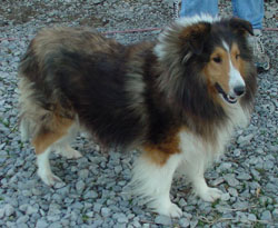 CIOBANESC DE SHETLAND-SHELTIE 