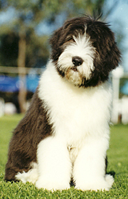 CIOBANESC SCOTIAN – COLLIE CU BARBA 