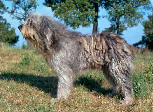 CIOBANESC DE BERGAM