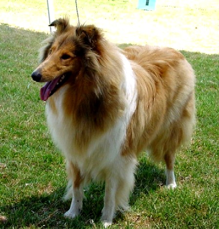 CIOBANESC SCOTIAN - COLLIE CU PAR LUNG SI ASPRU
