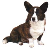 WELSH CORGI CARDIGAN