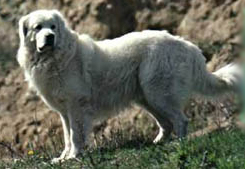CIOBANESC POLONEZ DE TATRA 