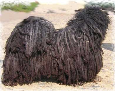 PULI 