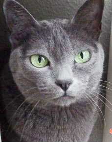 Korat
