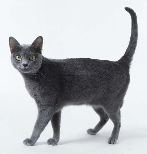 Korat
